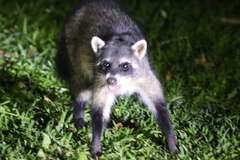 Procyon cancrivorus