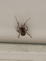 Steatoda