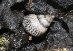 Littoraria pintado