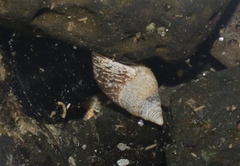 Littoraria pintado