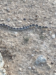 Rhinocheilus lecontei