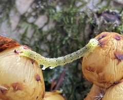 Saucrobotys futilalis