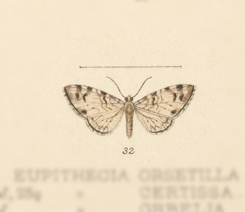 Eupithecia cerynea