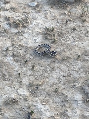 Rhinocheilus lecontei