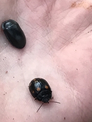 Paropsisterna octosignata