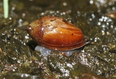 Melampus castaneus