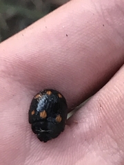 Paropsisterna octosignata