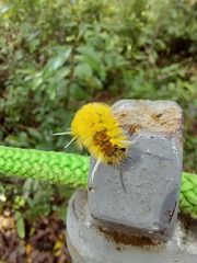 Lophocampa