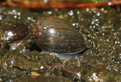 Melampus castaneus