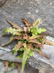 Asplenium pinnatifidum