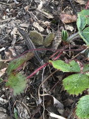 Podarcis siculus campestris