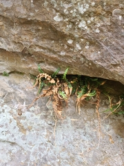 Asplenium pinnatifidum