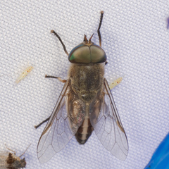 Tabanus lineola