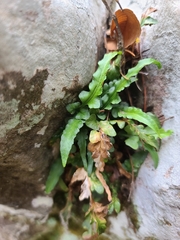 Asplenium pinnatifidum