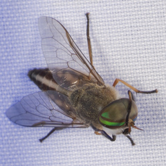 Tabanus lineola