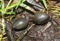 Melampus castaneus