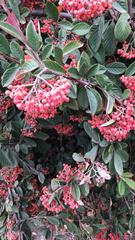 Cotoneaster coriaceus
