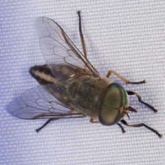 Tabanus lineola