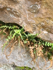 Asplenium pinnatifidum