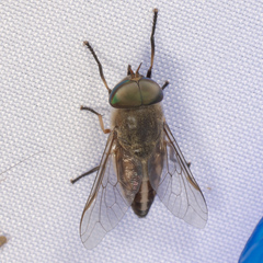Tabanus lineola