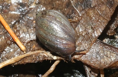 Melampus castaneus