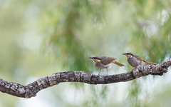 Gavicalis fasciogularis