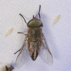 Tabanus lineola