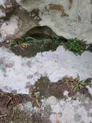 Asplenium pinnatifidum