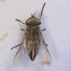 Tabanus lineola