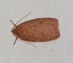 Garrha repandula