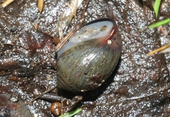 Melampus castaneus