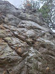 Asplenium pinnatifidum