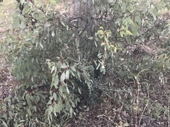 Olea europaea cuspidata