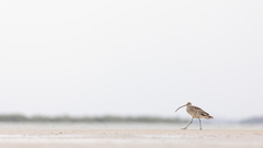 Numenius madagascariensis