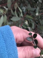 Olea europaea cuspidata