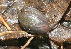 Melampus castaneus