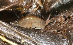 Talitroidea