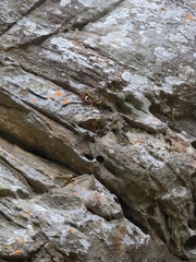 Asplenium pinnatifidum