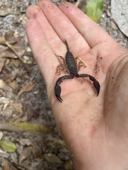 Hormurus waigiensis