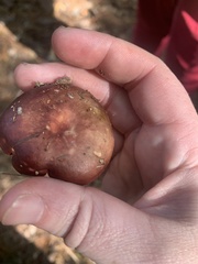 Russula cremoricolor