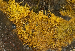 Ahnfeltiopsis concinna