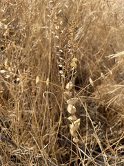 Lepidium perfoliatum