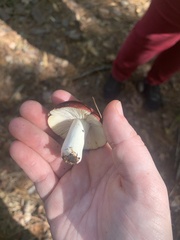 Russula cremoricolor