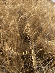 Lepidium perfoliatum