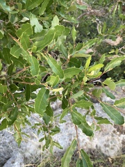 Quercus vaseyana