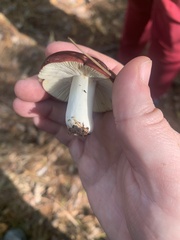 Russula cremoricolor