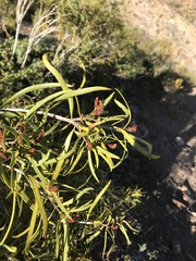 Colliguaja integerrima