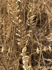 Lepidium perfoliatum