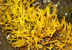 Ahnfeltiopsis concinna