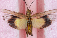 Derotmema haydenii